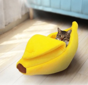 gato